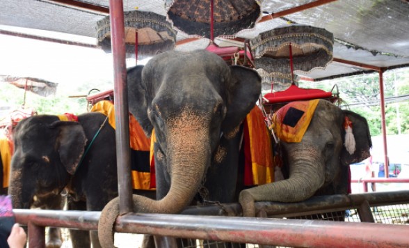 【午後発】世界遺産アユタヤ遺跡半日観光 + 象乗り体験